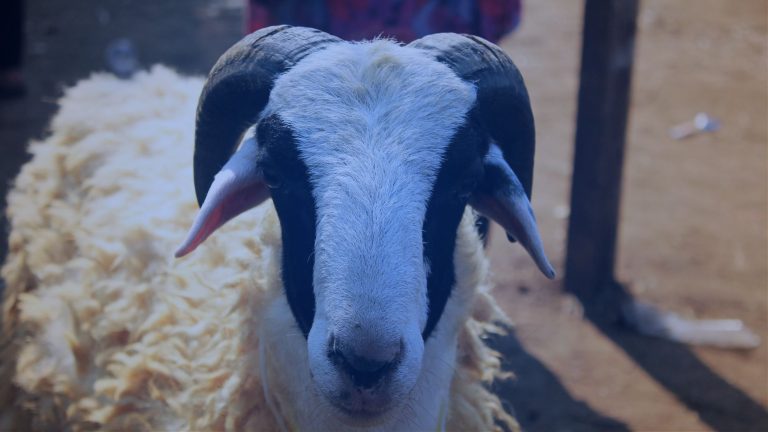 Sunnah qurban