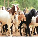 Syarat dan Sunnah Qurban