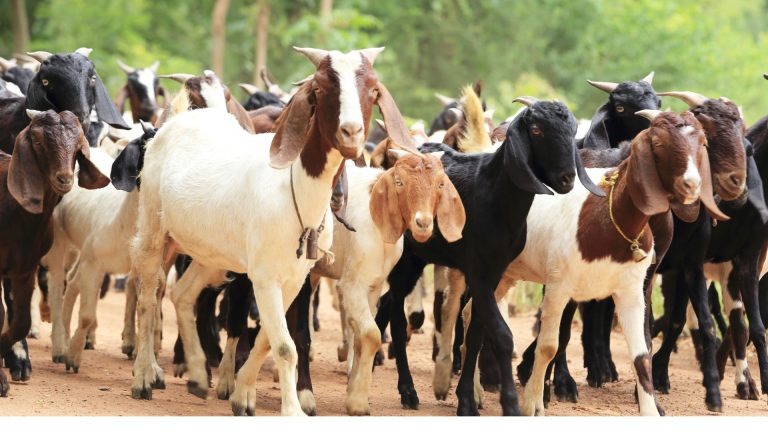 Syarat dan Sunnah Qurban