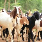Tips Memilih Hewan Qurban