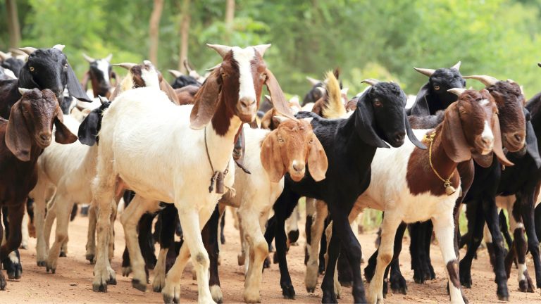 Tips Memilih Hewan Qurban